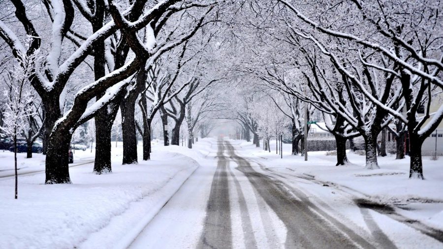 Snow covers a road and trees. 