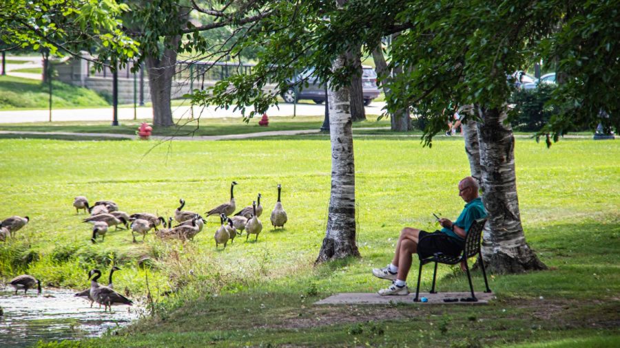 A group of Canada geese congregate next to the East Lagoon while a DeKalb resident sits on a park bench.