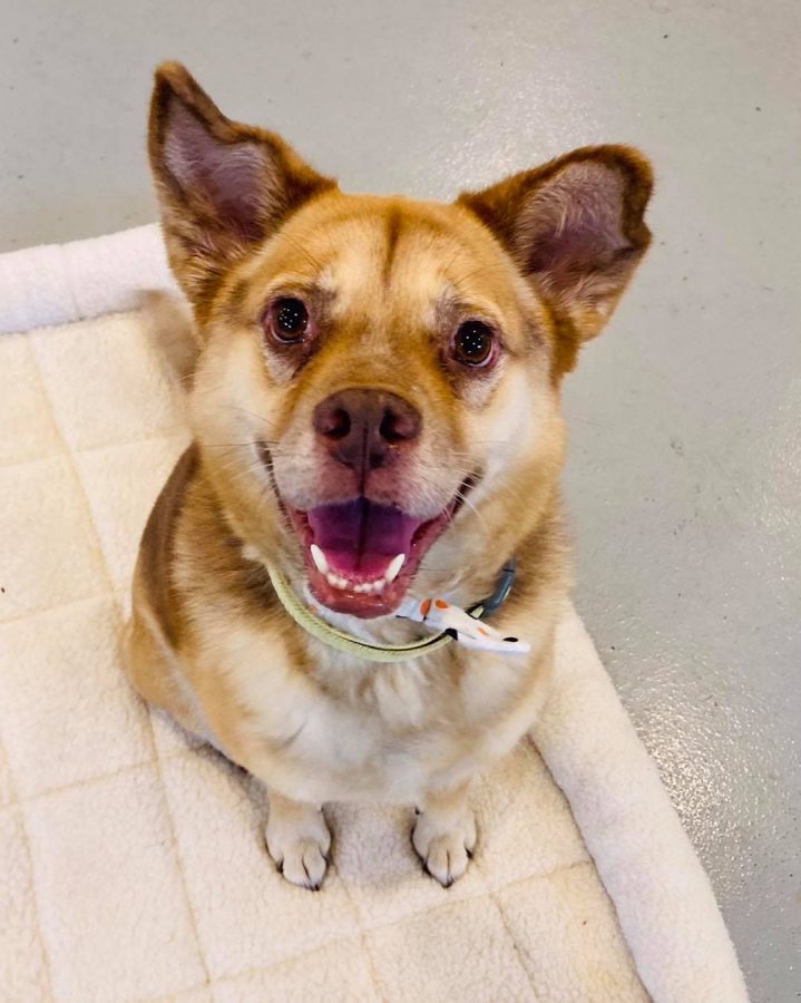 Lucy is a 10-year-old dog. She can be visited at Tails Humane Society.