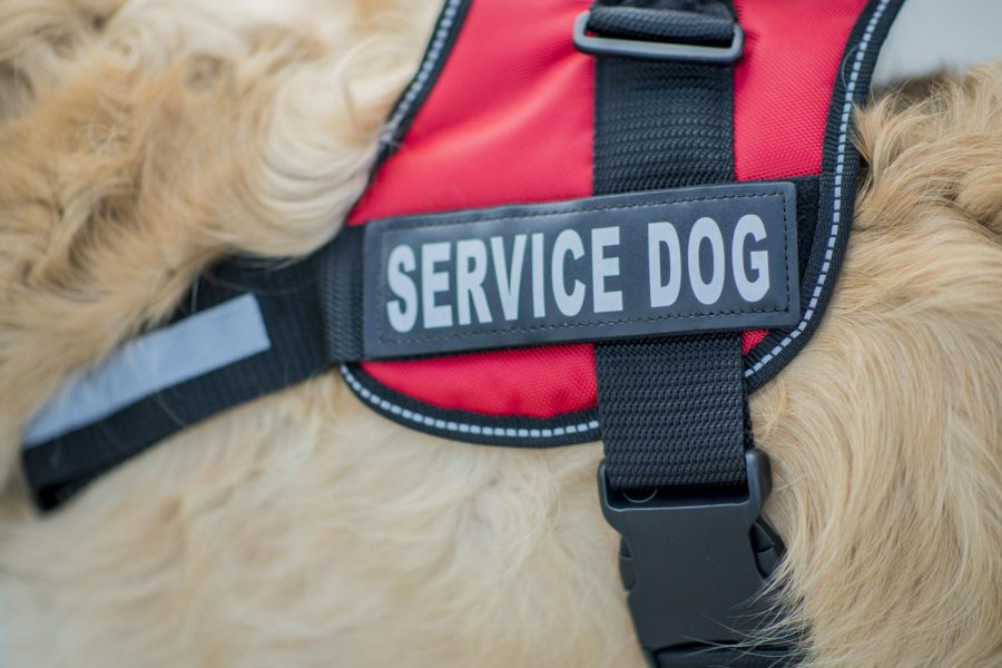 A purebred golden retriever dog wears a service dog harness, showing that it is a support animal with a job helping people in need.