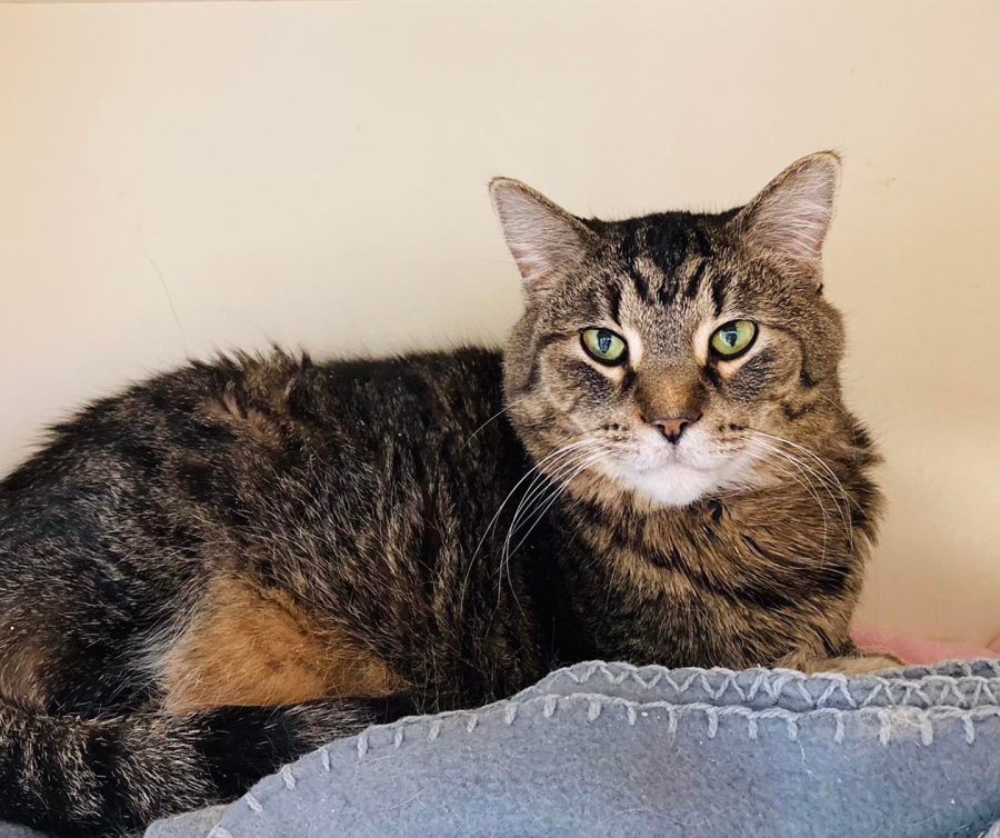 Maeve is a 12-year-old cat looking for her forever home.