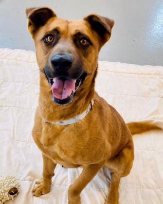 Ramos is two-year-old mixed breed who is currently up for adoption at Tails Humane Society, 2250 Barber Greene Rd.