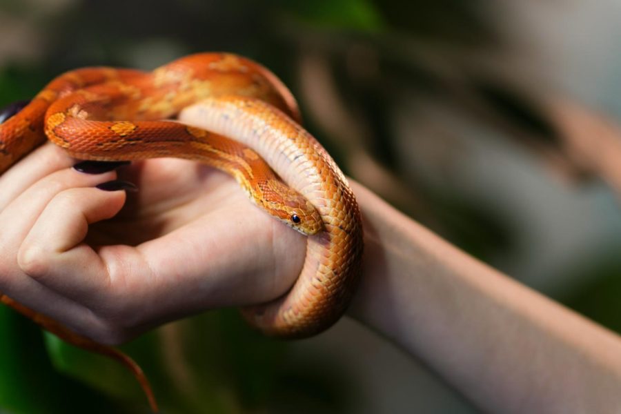 Corn snake wrapped around hand on green nature background (Getty Images)