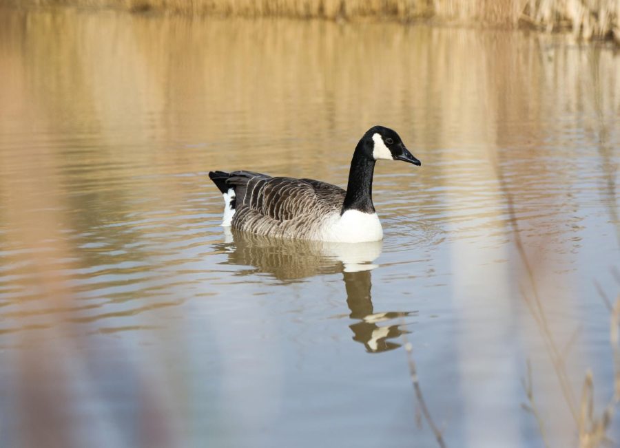 Canadian+geese+in+Will+County+are+the+first+to+be+infected+with+bird+flu+this+year.