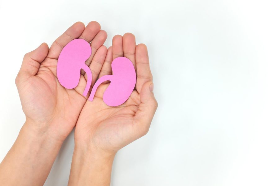 A pair of hands holding paper kidney cutouts.