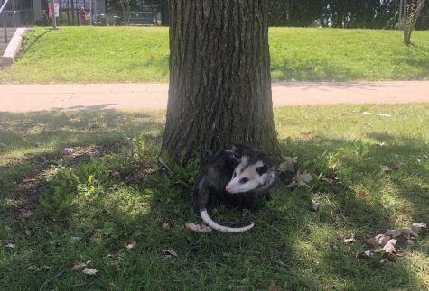 Pajamas the possum relaxing in the shade at MLK Commons. (Namira James | Northern Star)