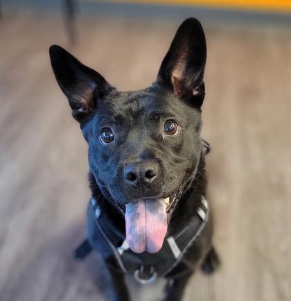 Pumpkin is a black, mixed breed dog that is almost two years old. (Courtesy of Tails Humane Society).
