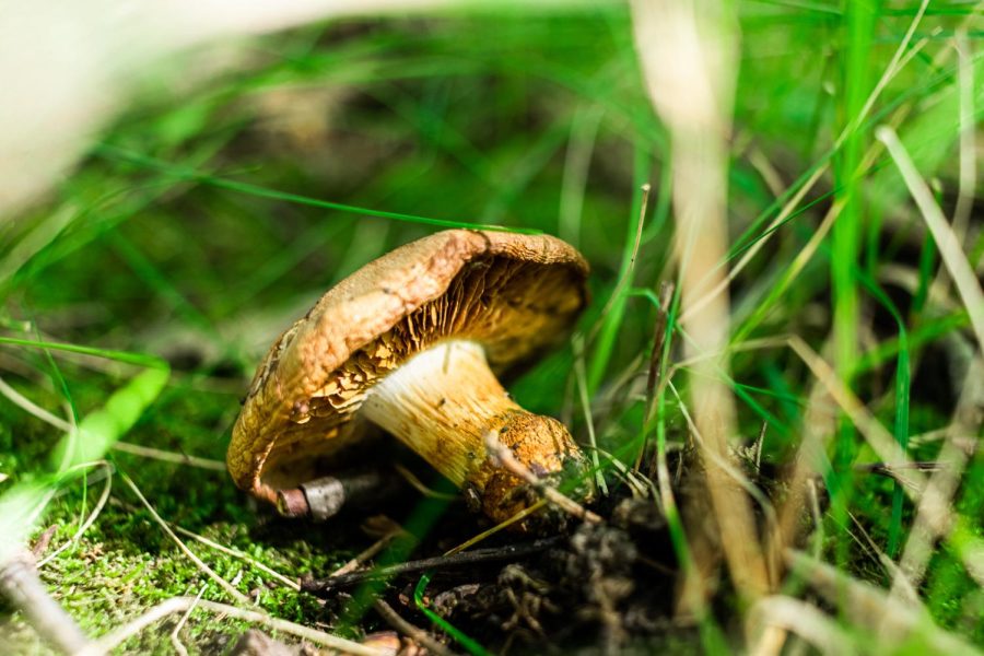 A wild mushroom is uprooted in the grass of the main pathway through the woods on campus, just beyond the west lagoon. (Sean Reed | Northern Star)