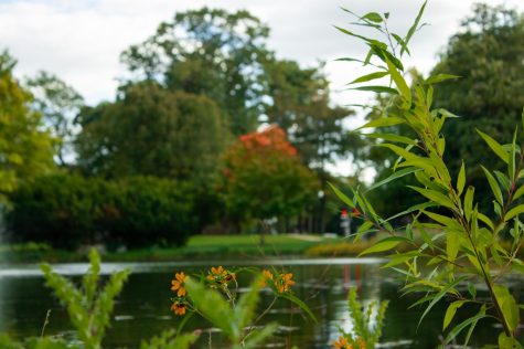 Flowers sit on the edge of the West Lagoon on NIUs campus, as a tree on the opposing side  loses its amber and maroon colored leaves on Monday afternoon. (Sean Reed | Northern Star)