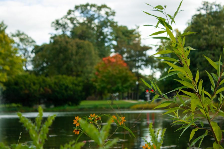 Flowers sit on the edge of the West Lagoon on NIUs campus, as a tree on the opposing side  loses its amber and maroon colored leaves on Monday afternoon. (Sean Reed | Northern Star)
