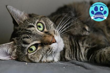 Riley is a 6 year old short haired tabby who loves to rest, but will come for attention if shes feeling energetic. (Courtesy of Tails Humane Society).