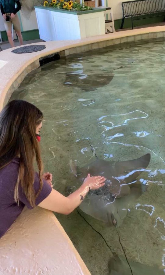 Angelina Padilla-Tompkins discovered her newfound love for stingrays on a trip (Courtesy of Angelina Padilla-Tompkins).