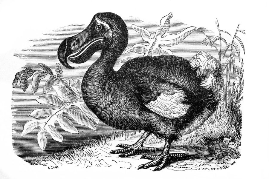 Scientists have been toying with the idea of bringing back the dodo bird through hybridization. 