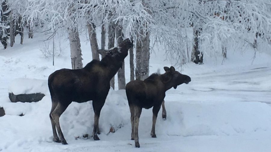 A female moose and her calf in columnist Lucy Atkinsons front yard in Anchorage, Alaska. 