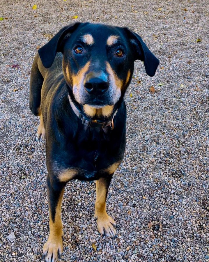 Charlie is this weeks Tails Humane Society pet of the week. Charlie is a mixed breed dog around 50 pounds. (Photo Courtesy of Tails Humane Society)