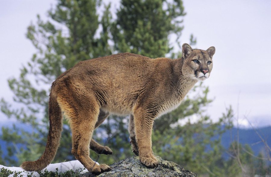 A wild mountain lion, similar to the one pictured above, was hit and killed on I-88 yesterday, according to the Illinois Department of Natural Resources.