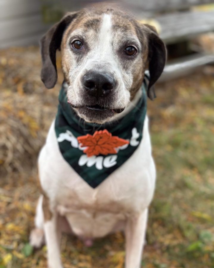 Olaf is a senior dog looking for his forever home.