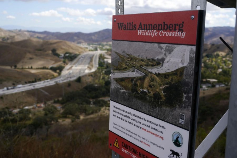 An overview of the Wallis Annenberg Wildlife Crossing, which will eventually be built over the 101 Freeway, Tuesday, Sept. 20, 2022, in Agoura Hills, Calif. Construction has begun on whats billed as the worlds largest wildlife crossing for mountain lions and other animals caught in Southern Californias urban sprawl.