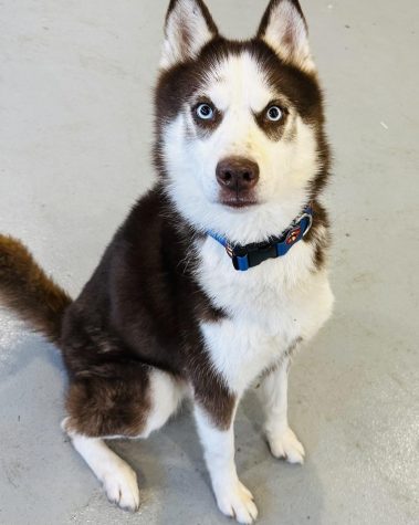 The Tails Pet of the Week, Fairbanks, is a three year old Red Husky. (Courtesy of Tails Humane Society)