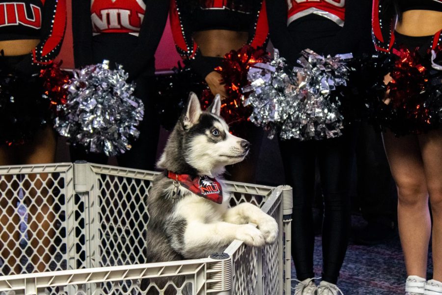  Mission III, the newly announced live mascot for NIU, perched over his playpen awaiting a treat from his trainer Lisa Boland Friday at the Holmes Student Center Gallery Lounge. (Sean Reed | Northern Star)