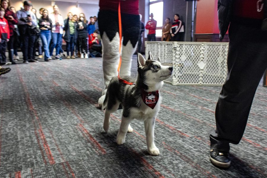 Mission III, the newest addition to the Huskie pack, walking around and meeting the NIU community for the first time on Friday at the Holmes Student Center. (Sean Reed | Northern Star)