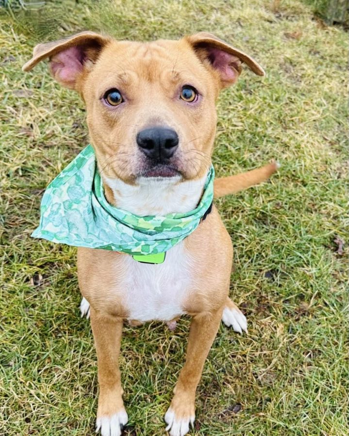 This weeks Tails pet of the week, Katya, a two year old mother to a litter of puppies, sitting in grass with a bandana around her neck. (Courtesy of Tails Humane Society)