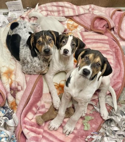 A trio of 3-months-old puppies, who make up the pets of the week, sitting together on blankets. (Photo courtesy of Tails Humane Society) 