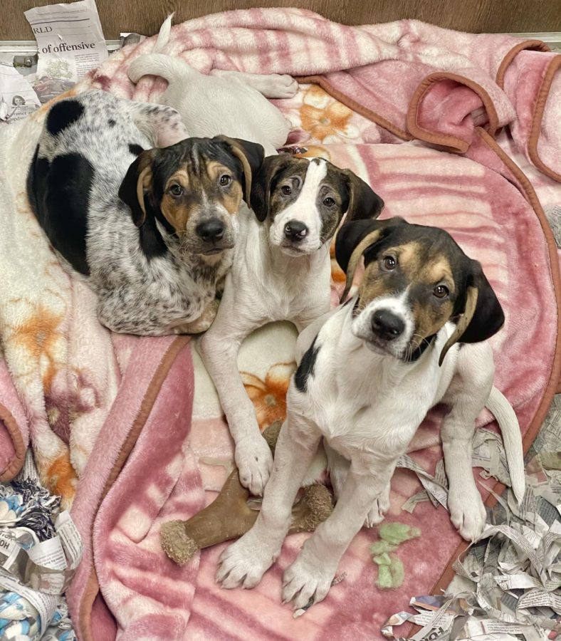 A+trio+of+3-months-old+puppies%2C+who+make+up+the+pets+of+the+week%2C+sitting+together+on+blankets.+%28Photo+courtesy+of+Tails+Humane+Society%29+