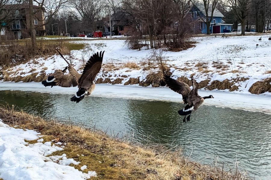 Three geese fly across the South Branch of the Kishwaukee River. (Alyssa Queen | Northern Star)