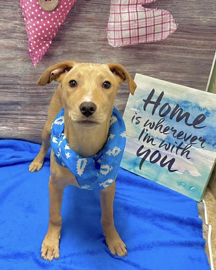 Kyle, this weeks Tails Pet of the Week, standing on a blue blanket and sporting a bandana around his neck. (Courtesy of Tails Humane Society)