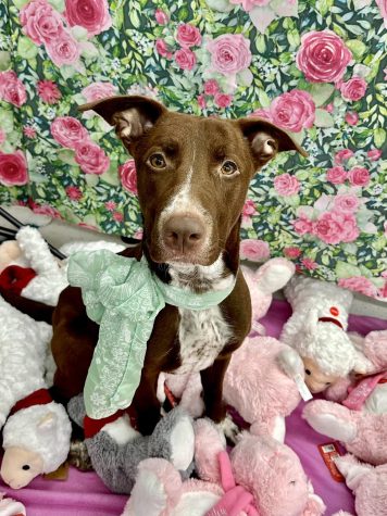 Addison, a two-year-old dog with brown fur and a white speckled tummy, sitting among a bunch of stuffed animals. (Photo courtesy of Tails Humane Society)