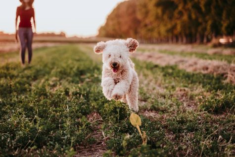 A white toy poodle prancing in a field while the sun sets. 