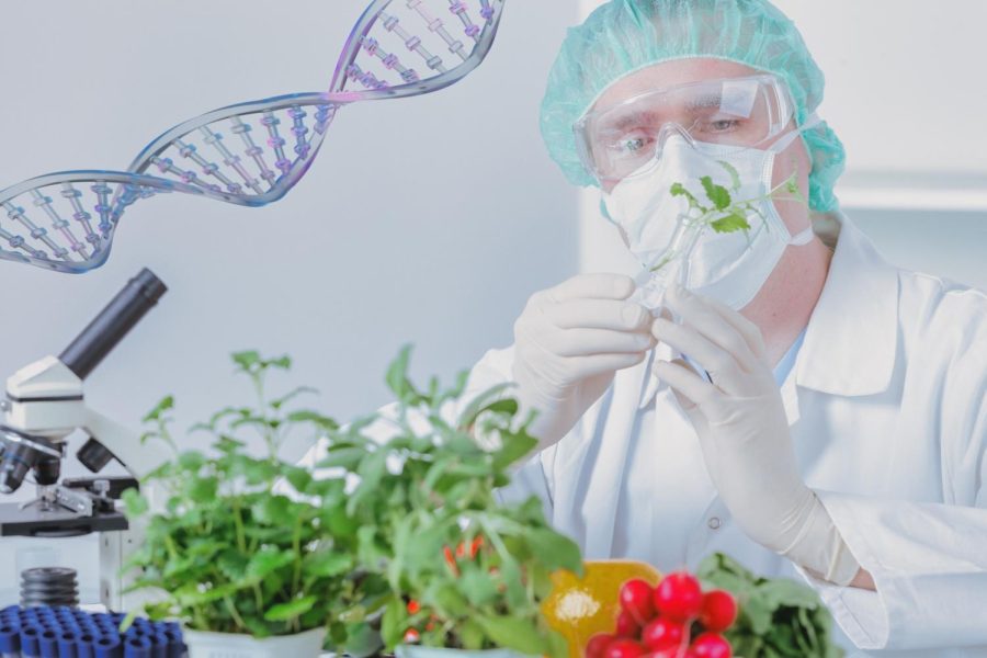 A researcher working on creating genetically modified organisms in a lab. Senior columnist Angelina Padilla-Tompkins and columnist Lucy Atkinson look at the pros and cons of having GMOs in our plants and foods. 