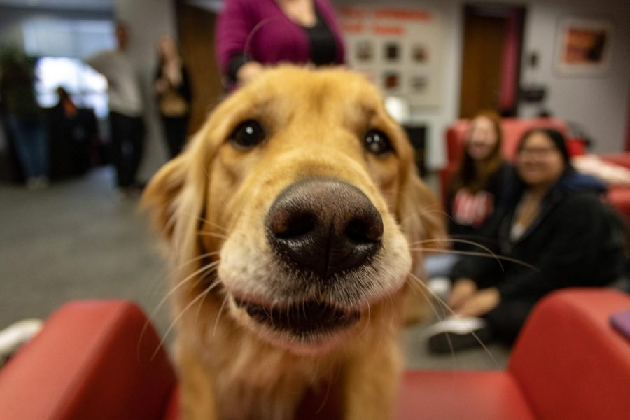 After hearing the sound of the cameras shutter, Chase, a three-year-old therapy dog for Counseling and Consultation Services, runs up to the lens and sniffs it with curiosity. (Sean Reed | Northern Star)
