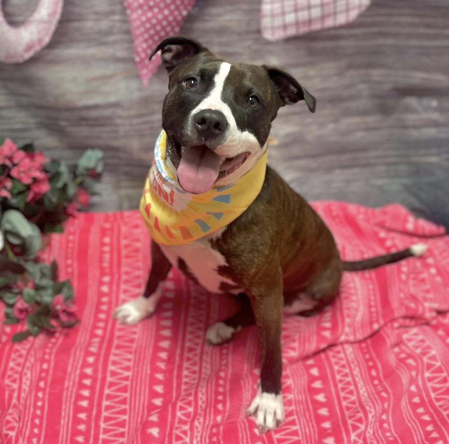 This weeks Tails Pet of the Week, Evee, a three-year-old dog, sitting on a blanket at Tails Humane Society in DeKalb. (Courtesy of Tails Humane Society)
