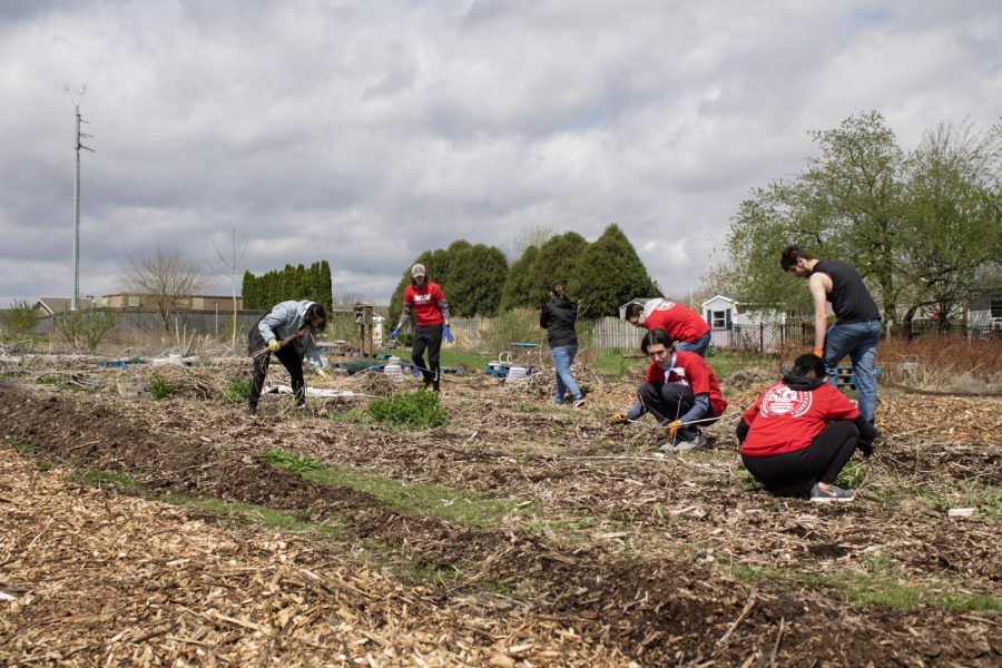 Volunteers clean the garden at the DeKalb County Community Garden location. Along with cleaning, volunteers planted and worked in the garden’s greenhouse. (Madelaine Vikse | Northern Star)