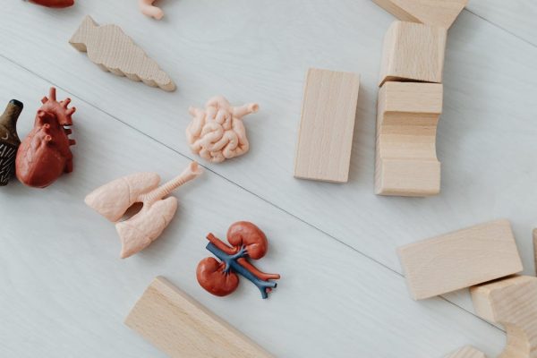Organ anatomy figurines lay scattered among wooden building blocks. Family members should donate organs to loved ones in need. (Karolina Grabowska | Pexels)