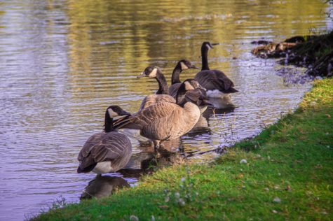 A group of Canadian geese gather on the edge of the lagoon on Nov. 1, 2021. The DeKalb’s Citizens’ Environmental Commision is accepting nominations for its 2023 P.R.I.D.E. awards. (Northern Star File Photo)