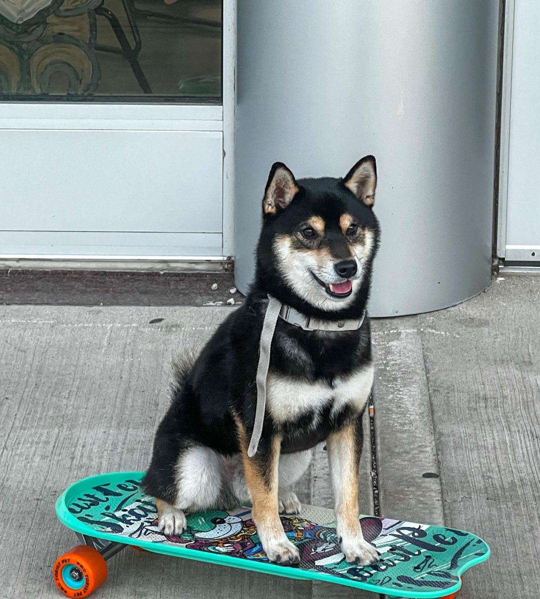 Hero, a Shiba Inu, sits on a skateboard. Hero is a skating boarding dog who can be seen around NIUs campus. (Brandon Clark | Northern Star)
