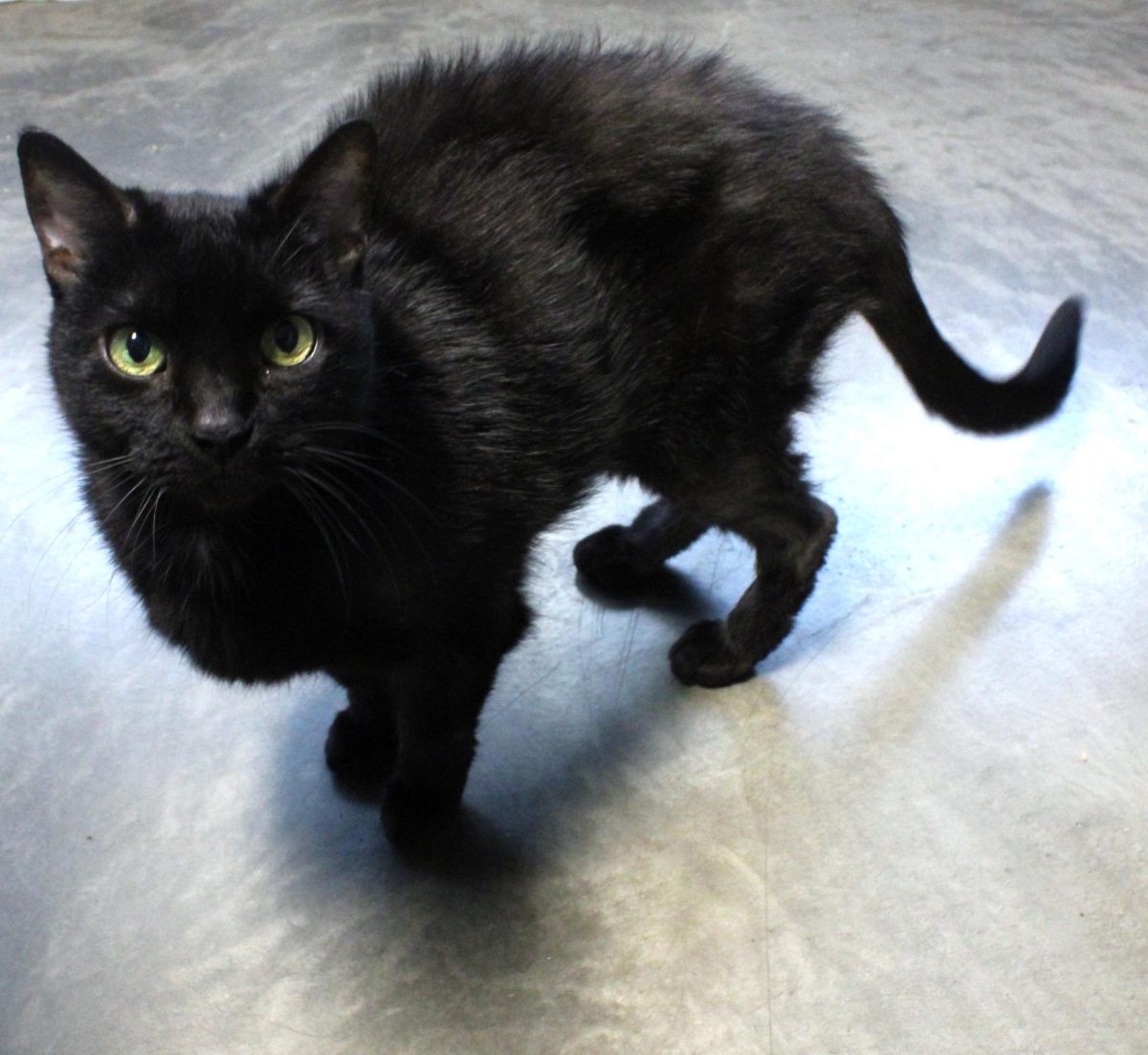 Aaron from accounting, a black cat, looks around the cat play area with a curious face at Tails Humane Society, 2250 Barber Greene Road. At this time, Aaron from accounting has been adopted into his forever home. (Nyla Owens | Northern Star)