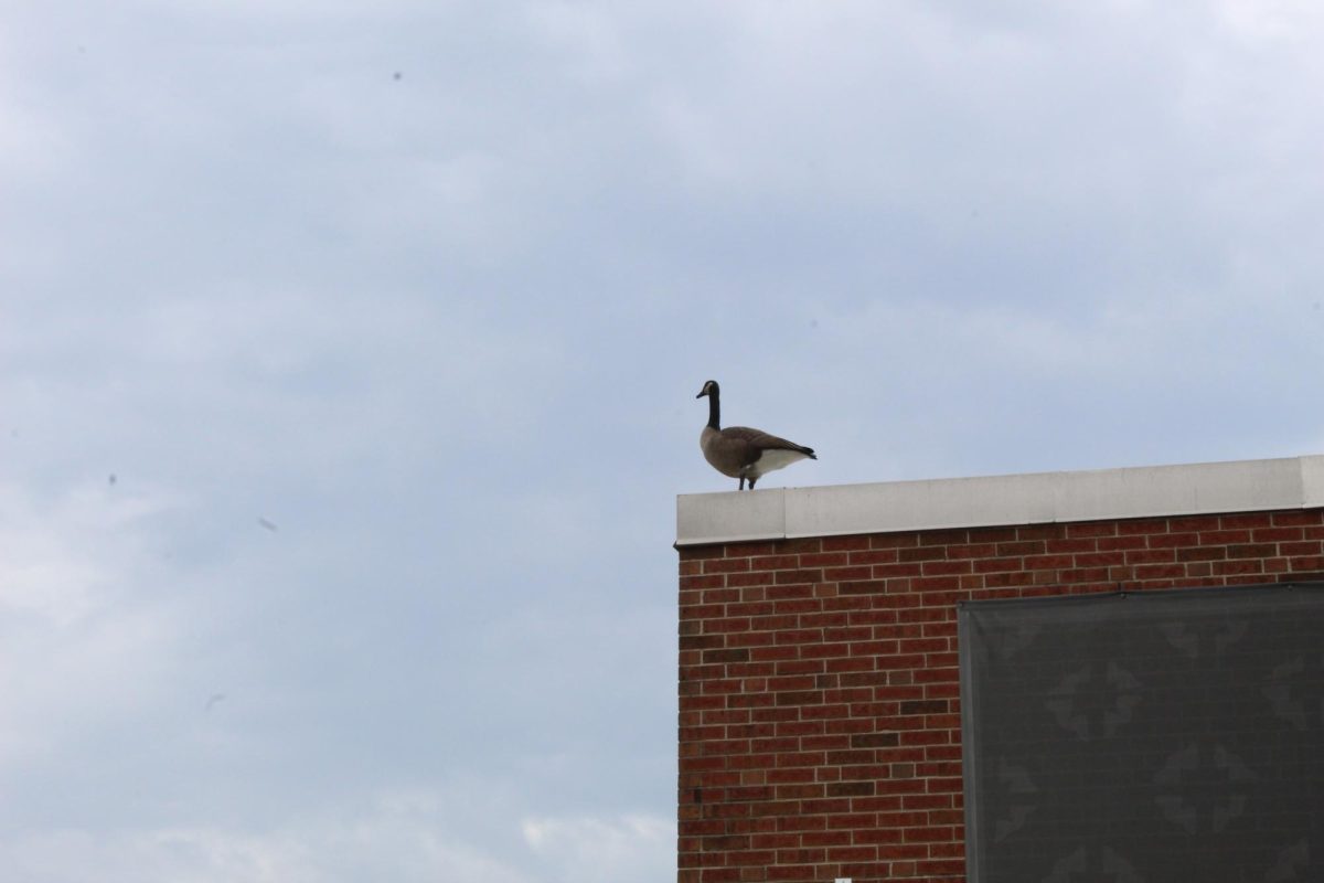 A goose perches atop an NIU building on a partly cloudy day. Geese and students compete for space on NIU’s campus, but geese are often found with the higher ground. (Lucy Atkinson | Northern Star)