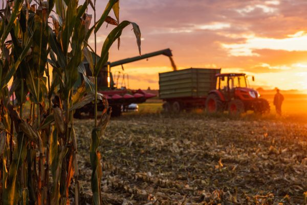 A green combine harvester fills corn in a trailer attached to a green tractor during a sunset. DeKalbs corn yield has yet to be determined, as only 10% of the crop has been harvested. (Courtesy of Getty Images)