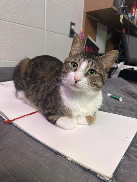 A tabby cat named Miles lays on an open notebook. NIU permits students to have service animals live in the dorms. (Isabel Cambray | Northern Star)