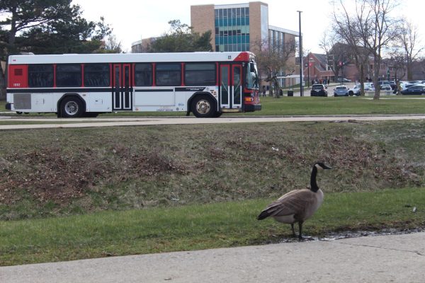 A goose walks parallel to a passing bus at the DuSable turnaround. Riding the bus is an easy way for college students to contribute to a green cause. (Lucy Atkinson | Northern Star)