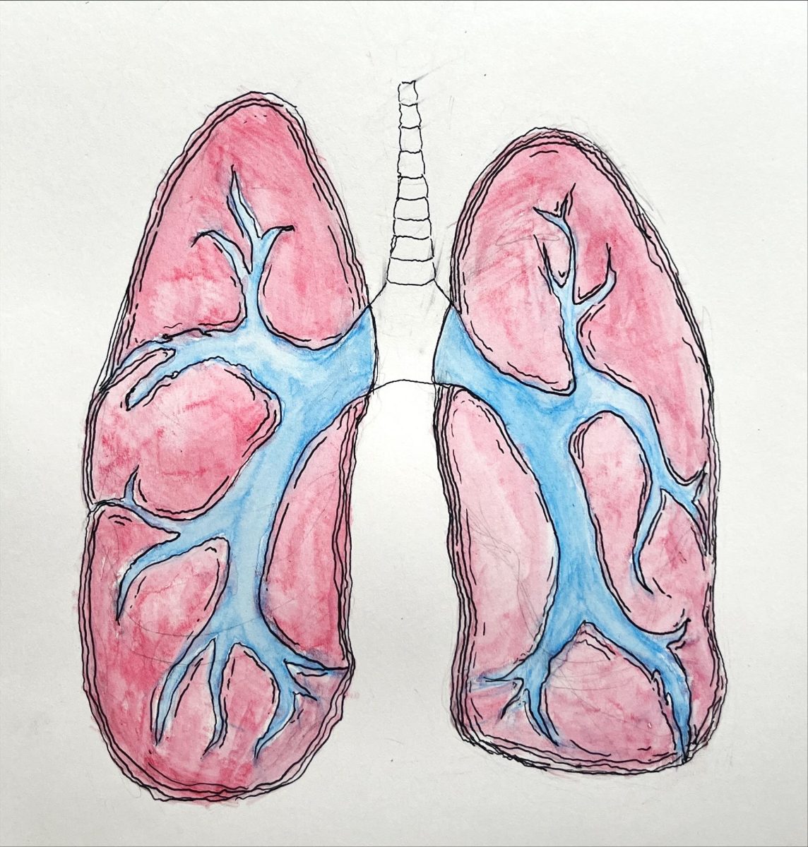 A+pair+of+lungs+display+bright%2C+blue+veins.+Asbestos+was+recently+banned+by+the+Environmental+Protection+Agency%2C+and+the+ban+is+a+step+in+the+right+direction+for+American+public+health.+%28Gabriel+Fiorini+%7C+Northern+Star%29