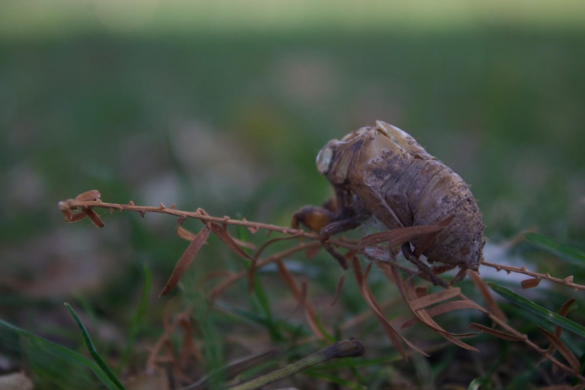 The molted exoskeleton of a cicada nymph is left behind in the grass. The emergence of cicada broods offer us a unique opportunity to celebrate big change in our own lives. (Lucy Atkinson | Northern Star)