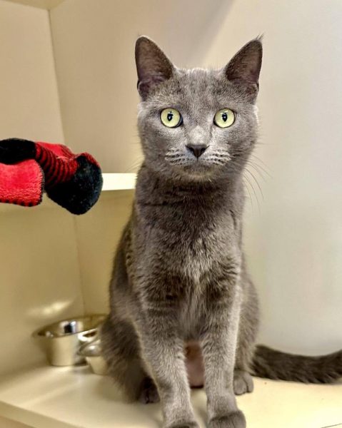 A gray cat stares straight ahead. H.E.R. was named Tails Pet of the Week for the week of April 1. (Courtesy of Nancy Rigler)