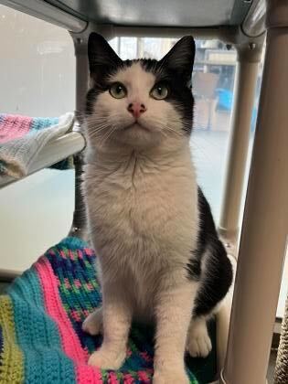 Buddy, a 1-year-old domestic shorthair cat, sits inside a cubby. Buddy is available for adoption for $75.00 at Tails Humane Society. (Courtesy of Tails Humane Society)