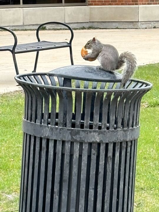 A squirrel munches on a donut while perched on a campus trash can. Squirrels are expert foragers, sure to pass on their skills to students if they took over campus. (Nick Glover | Northern Star)