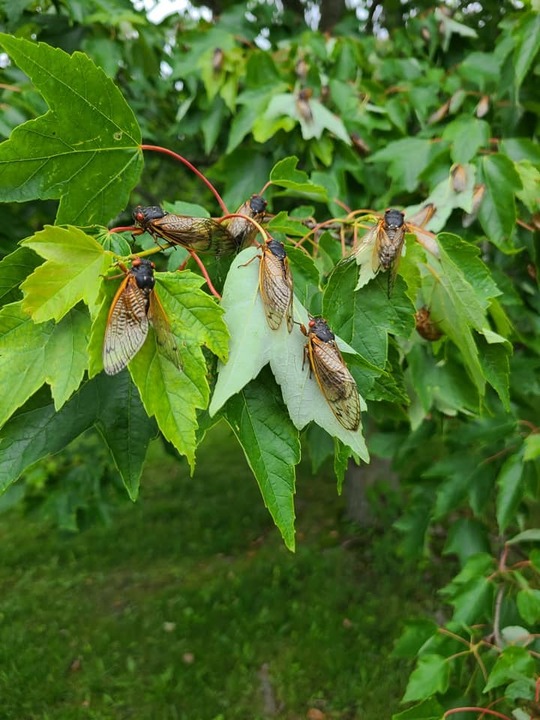 Periodical cicadas cover the leaves of a maple tree. Midwesterners are in for a rare treat as two broods of periodical cicadas will emerge from the ground in late spring, an occurrence that hasn’t happened in over 200 years. (Courtesy of Ellie Taylor)